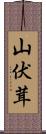 山伏茸 Scroll