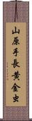 山原手長黄金虫 Scroll