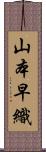 山本早織 Scroll