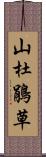 山杜鵑草 Scroll