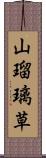 山瑠璃草 Scroll