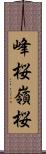 峰桜 Scroll