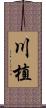 川植 Scroll