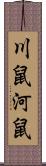 川鼠 Scroll