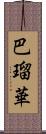 巴瑠華 Scroll