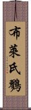 布萊氏鷚 Scroll