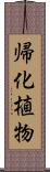 帰化植物 Scroll