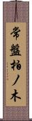 常盤柏ノ木 Scroll