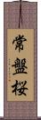 常盤桜 Scroll