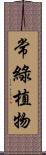 常綠植物 Scroll