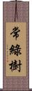 常綠樹 Scroll