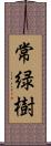 常緑樹 Scroll