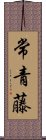 常青藤 Scroll