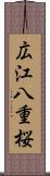 広江八重桜 Scroll