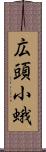 広頭小蛾 Scroll