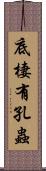 底棲有孔蟲 Scroll