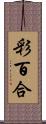 彩百合 Scroll