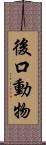 後口動物 Scroll
