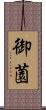 御薗 Scroll