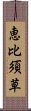 恵比須草 Scroll