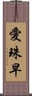 愛珠早 Scroll