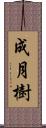 成月樹 Scroll