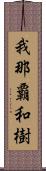 我那覇和樹 Scroll