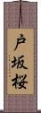 戸坂桜 Scroll