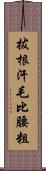 拔根汗毛比腰粗 Scroll