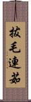 拔毛連茹 Scroll