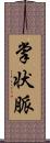 掌状脈 Scroll