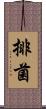 排菌 Scroll
