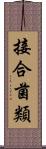 接合菌類 Scroll