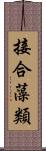 接合藻類 Scroll