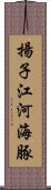 揚子江河海豚 Scroll