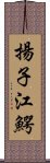 揚子江鰐 Scroll