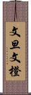 文旦 Scroll