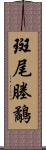 斑尾塍鷸 Scroll