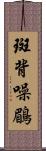 斑背噪鶥 Scroll