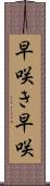 早咲き Scroll
