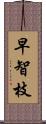 早智枝 Scroll