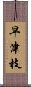 早津枝 Scroll