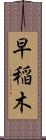 早稲木 Scroll