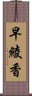 早綾香 Scroll