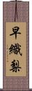 早織梨 Scroll