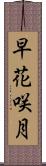 早花咲月 Scroll