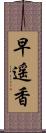 早遥香 Scroll