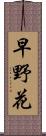 早野花 Scroll