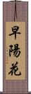 早陽花 Scroll