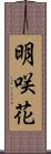 明咲花 Scroll